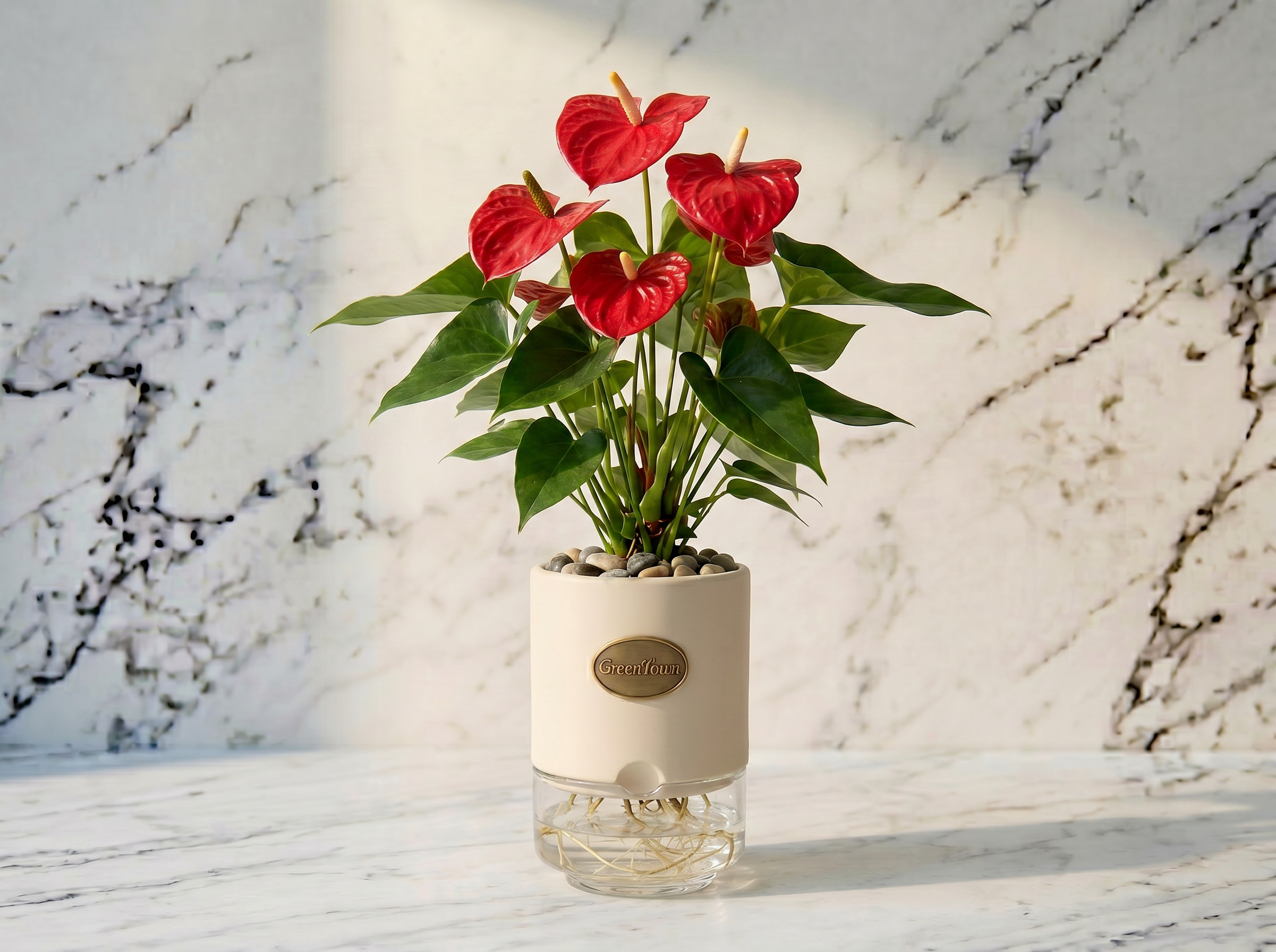 A full Anthurium with glossy red heart-shaped flowers and deep green leaves in the GreenTown signature vase, photographed on a honed Carrara marble surface. Matte cream cylindrical collar at the top of a squat crystal-clear glass reservoir; pebbles in the collar top, fine roots visible in the clear water below. A small scalloped water-and-airflow inlet at the bottom-front of the collar; a pressed antique-brass GreenTown medallion on the collar front face.